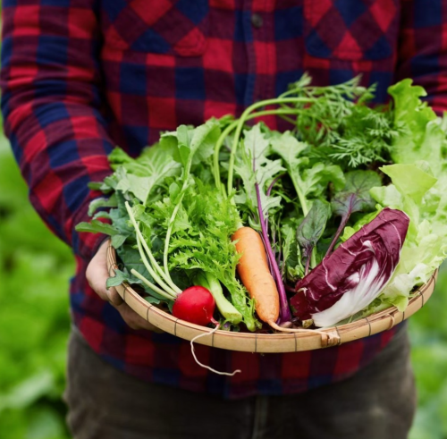 Fresh vegetable cafe run directly by the farm