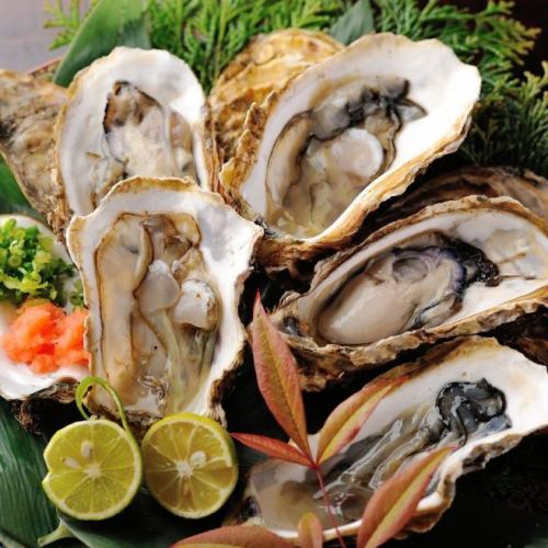 Shelled oysters from Miyagi Prefecture