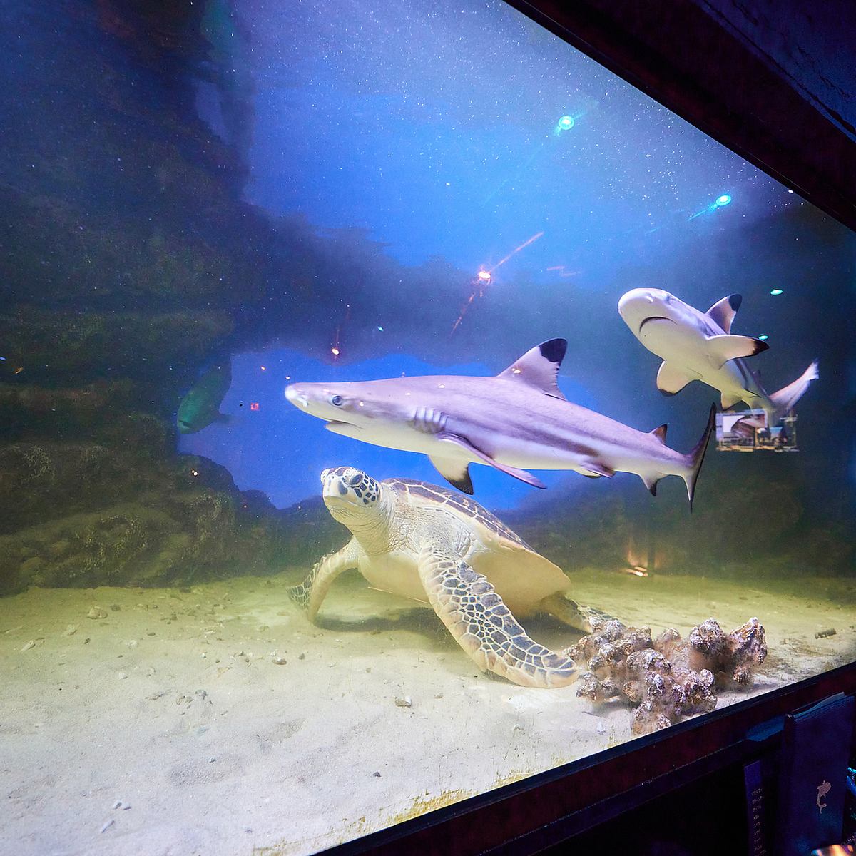An unforgettable moment with sea turtles swimming gracefully... ♪ The best dining shisha bar in Kobe