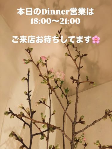 今天我們從18:00開始供應晚餐。

有傳言稱，3月新松戶將舉辦大型節慶。
我們的咖啡店 abillcoffee plus 也已申請在那裡開設分店。

如果這次我能再為大家斟酒，我就可以看到大家的笑臉了……我們拭目以待吧。

商店門口的櫻花盛開了🌸
晚餐時的燈光真漂亮！

我們期待您的光臨。

#Abil Coffee Plus
#法式鹹派
#新松堂晚餐