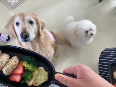 愛犬同伴可♪大型犬大歓迎