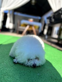 ペット同伴可　大型犬可