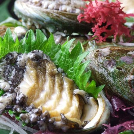 Live dancing abalone (1 piece)