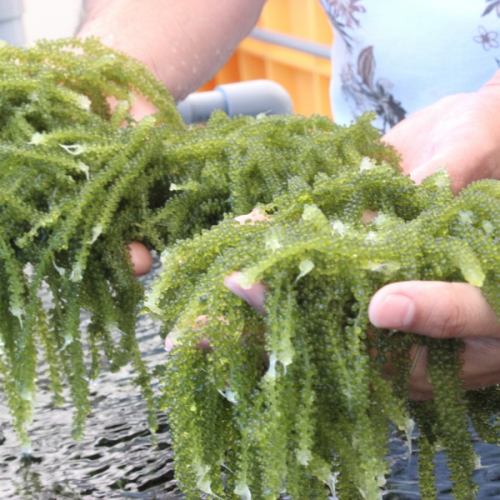 Use of fresh sea grapes directly purchased from producers!