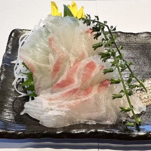 愛媛県産　真鯛
