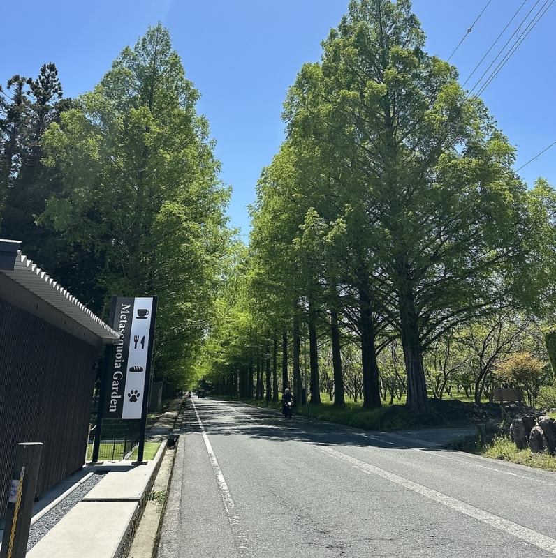 メタセコイアGARDEN【公式】