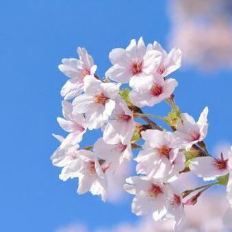 「春季」限時特惠：限時推出的課程，包含 7 種時令食材。