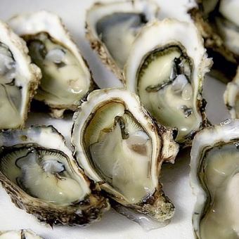 今日當季生蠔