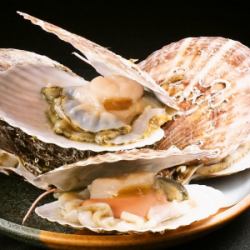 Scallop
