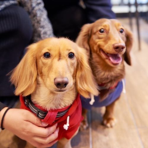 愛犬と一緒にお食事♪