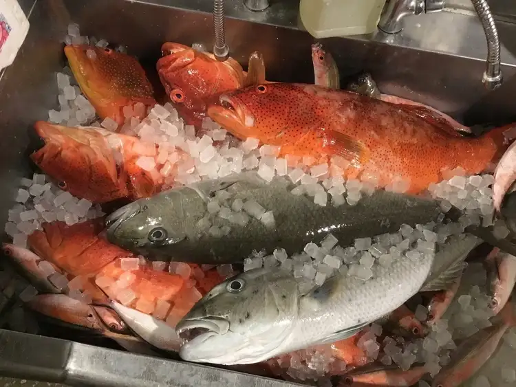 JAPANESE ROBATA ぴかり魚【公式】