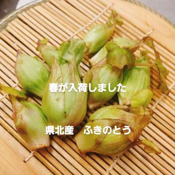 ふきのとうが出始めま