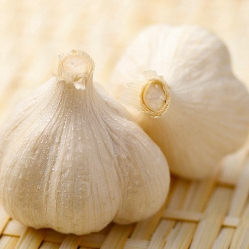 [Domestic garlic]