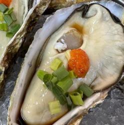 Live oversized raw oysters