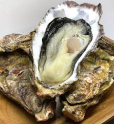 Hokkaido Shiuchi oysters