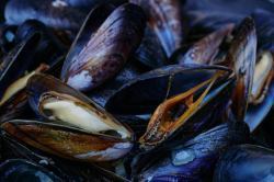 Mussels and clams steamed in white wine