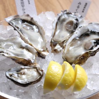 Hirota Bay M, Edomae Oyster, Cutie Kaki, Tsuda Oyster, Aioi Oyster L