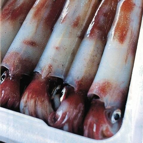 Iki squid delivered directly from the site