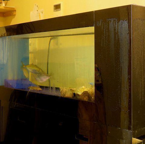 店内の生簀から新鮮な魚を