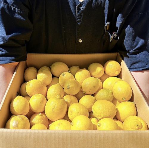 A popular lemon sour.Made with lemons directly sourced from our contracted farmers in Hiroshima!