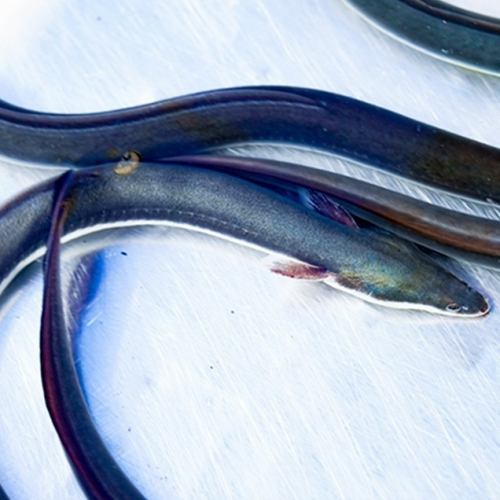 讓美味的鰻魚離您更近