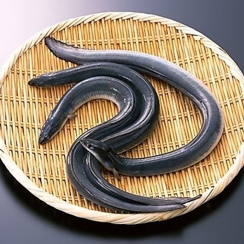 鰻魚的營養非常豐富！吃鰻魚更健康美麗