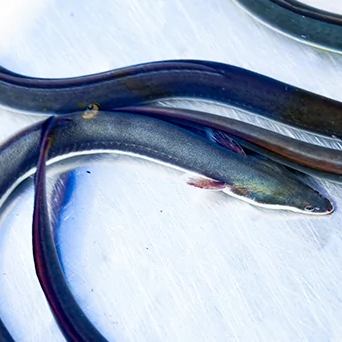 我們對鰻魚使用的「水」非常講究