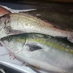 濑户内海的黄尾鰤