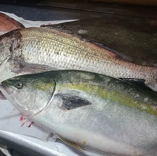 Flounder from Yamaguchi Prefecture