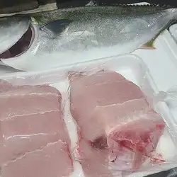 太平洋沿岸的灰鲭鲨