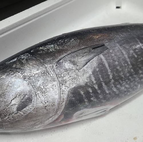 Young tuna from Nagasaki Prefecture