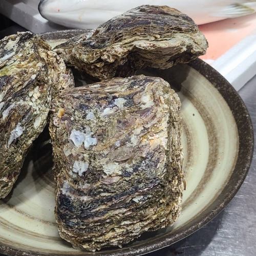 Rock oysters from Yamaguchi Prefecture