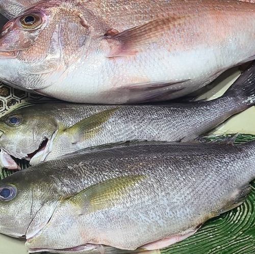 Grunt from the Seto Inland Sea