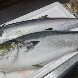 来自濑户内海的西班牙鲭鱼
