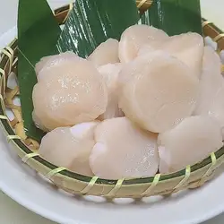 生扇贝