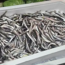 沙丁鱼
