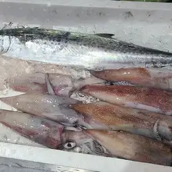日本飞鱿,西班牙鲭鱼