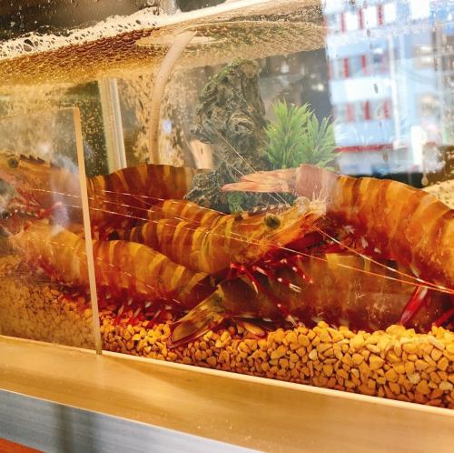 We will provide fresh fish caught that day.