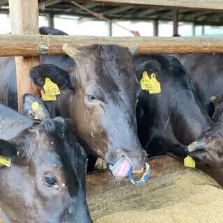 美味近江牛肉，价格实惠！