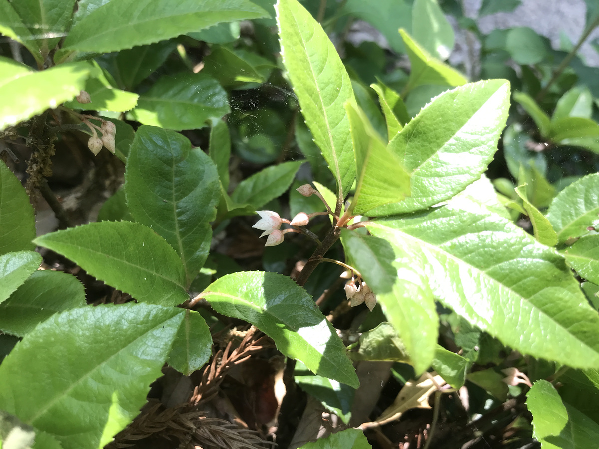 ヤブコウジの花 俊宣茶房