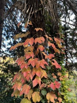 おはようございます。