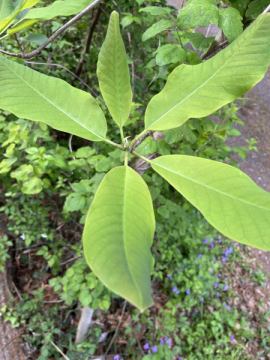 おはようございます。