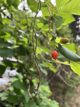 おはようございます。