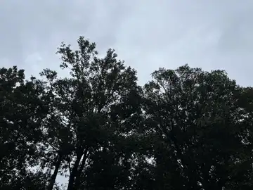 ずっと雨。