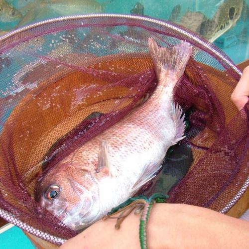 産地直送鮮魚を毎日ご用意