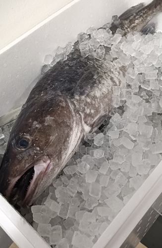 The seafood used is sourced from the Sanriku region.