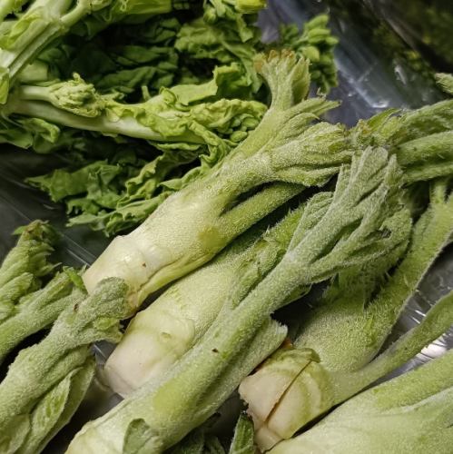 Spring wild vegetables: Aralia sprouts
