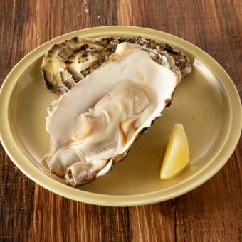 Raw oysters 1P