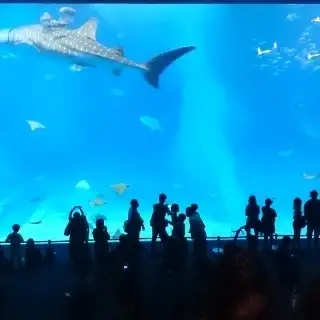 石垣牛のカルパッチョ