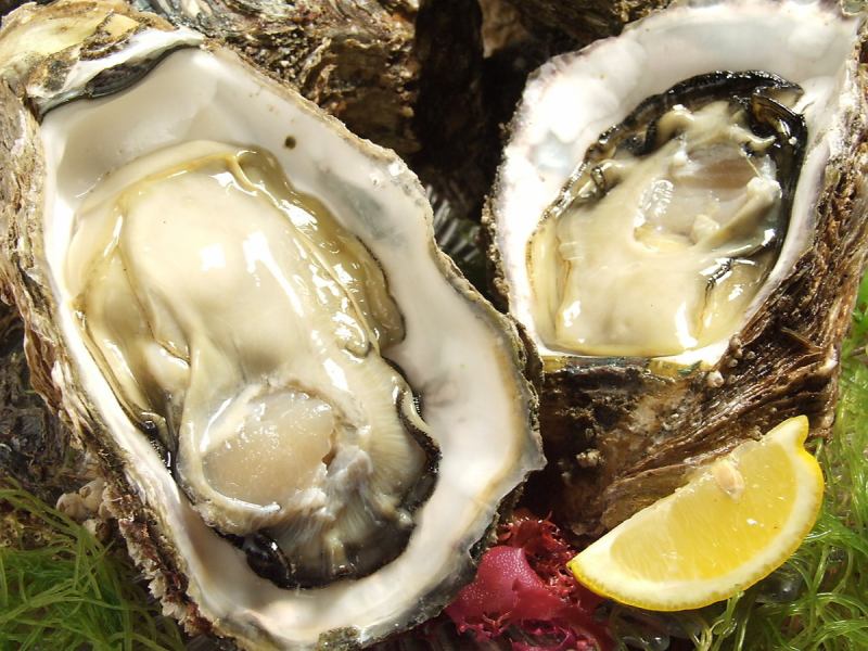 [NEW] Rock oysters